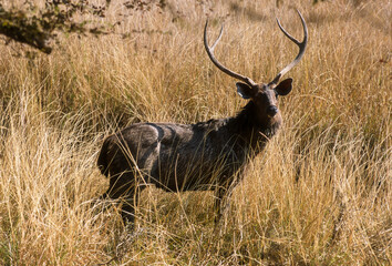 cerf sambar, Rusa unicolor, Parc national de Ranthambore, Inde