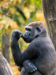 Western lowland gorilla with hand in front of his mouth