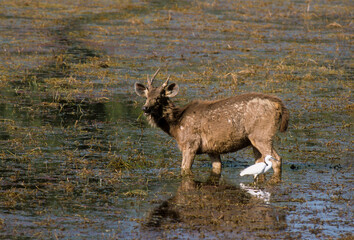 cerf sambar, Rusa unicolor, Parc national de Ranthambore, Inde