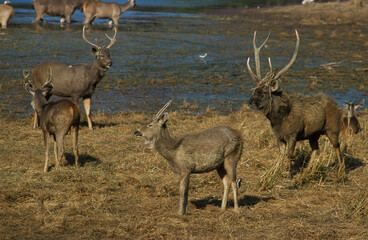 cerf sambar, Rusa unicolor, Parc national de Ranthambore, Inde