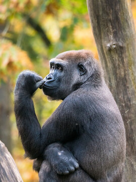 Western lowland gorilla with hand in front of his mouth