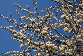 Cerisier, Prunus cerasus, fleurs, printemps