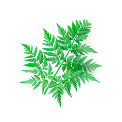 green openwork leaf Anthriscus sylvestris on a white background