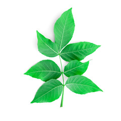Fototapeta premium green leaf of tree on white background