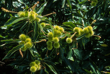 Châtaignier, Castanea sativa, chataigne, bogue