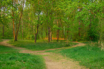 path in the forest lit by the sun at sunset