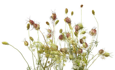 Garden flowers in late summer isolated on white background. Flowers with seed heads  left after flowering.