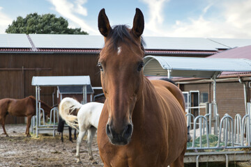 Mehrer Pferde auf einem Bauerhof. © betyezkov