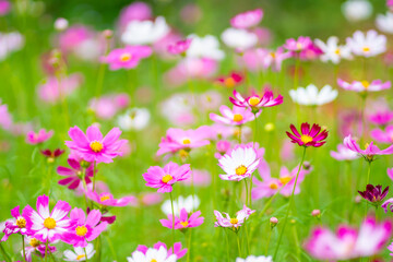 Obraz na płótnie Canvas Close Up Flower colorful motion blur background. Nature and travel concept.