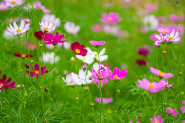 Obraz na płótnie Canvas pink flowers in the meadow