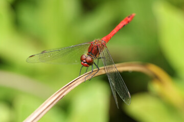 A hunting Ruddy Darter Dragonfly, Sympetrum sanguineum, resting on a reed.