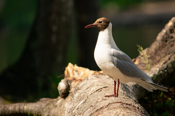 Black-headed Gull Standing on a Fallen Tree Trunk.
A black-headed gull is standing on a fallen tree trunk in the forest or park in Vantaa, Finland.