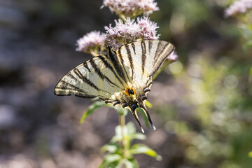 Gros plan sur un papillon Flambé (Iphiclides podalirius) sur une fleur
