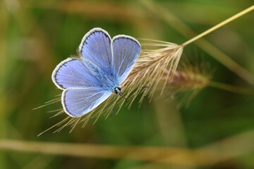 A stunning male Common Blue Butterfly, Polyommatus icarus, resting on a grass seeds.
