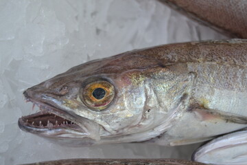 Fish from the freshly caught are almost alive