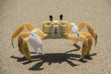 Fototapeta na wymiar crab on the sand