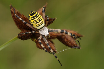 A hunting female Wasp Spider, Argiope bruennichi, on a reed.