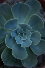 flower in the garden