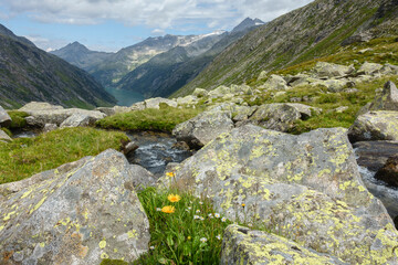 Gebirgsblumen mit Ausblick über die Alpen