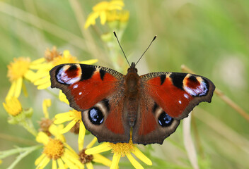A Peacock Butterfly, Aglais io, pollinating a Ragwort flower in a meadow.	