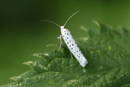A tiny Ermine Moth, Yponomeuta, resting on a leaf of a Stinging Nettle plant.