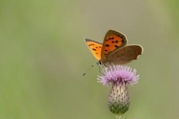 A Small Copper Butterfly, Lycaena phlaeas, pollinating a Thistle flower.	
