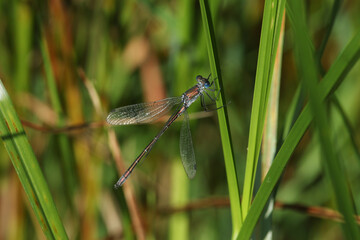 A rare Scarce Emerald Damselfly, Lestes dryas, perching on a reed at the edge of a stream in the UK.