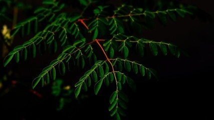 Green Moringa Leaves Closeup Nature 