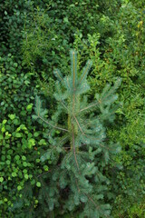Panoramic view of mixed woodland birch, spruce, cedar trees in summer