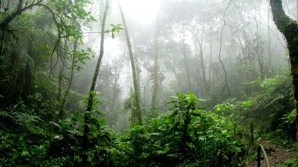 Fototapeta na wymiar Amazonia is beatiful 