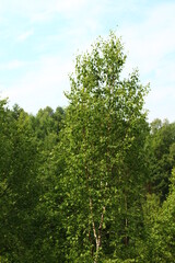 Panoramic view of mixed woodland birch, spruce, cedar trees in summer
