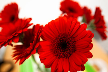 gerbera