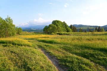 Mountain meadow with lush green grass, mountains on the horizon. Ukraine, Carpathians.