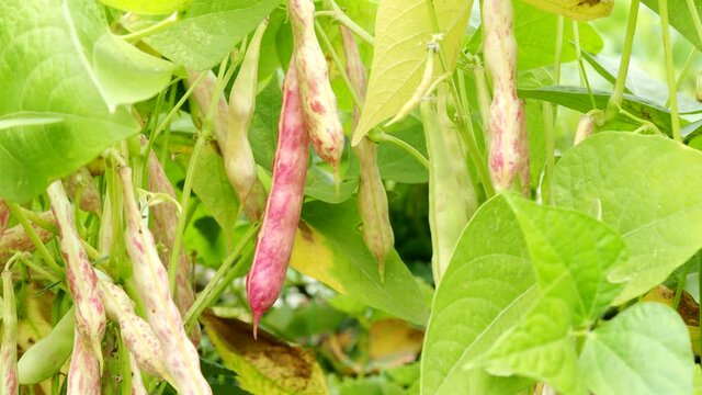 Ripe kidney bean growing on farm in 4K VIDEO.&nbsp;Bush with bunch of pods&nbsp;of haricot plant (Phaseolus vulgaris var. nanus) ripening in homemade garden.&nbsp;Organic farming, healthy food, BIO viands.