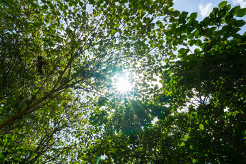Fototapeta na wymiar Nature image A big tree in a fertile forest And the sunlight shines through the leaves beautifully In the summer. Nature and travel concept.
