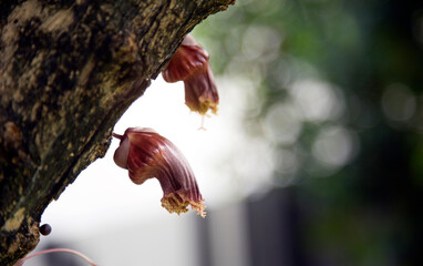 exotic flower on tree in nature concept