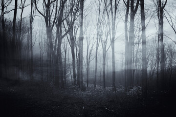 fog in dark forest, halloween night landscape