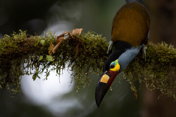 Leistenschnabeltukan (Plate-billed mountain toucan) Ecuador © Duest