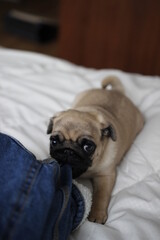 pug puppy gnaws a thing