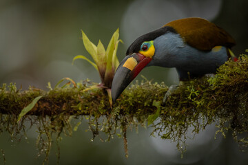 Leistenschnabeltukan (Plate-billed mountain toucan) Ecuador © Duest