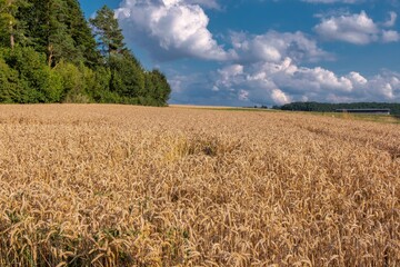 Kornfeld mit ernte reifem Getreide vor Wolkenhimmel 
