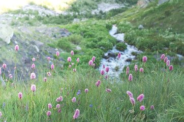 Wildflowers and mountain river. Caucasian mountain landscape in the gorge.
