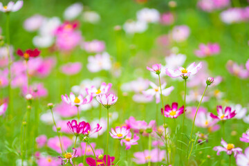 field of flowers