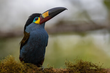 Leistenschnabeltukan (Plate-billed mountain toucan) Ecuador © Duest