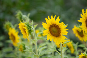 sunflower field in summer