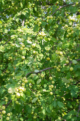 Fototapeta premium Branches of a wild apple tree with many green apples.