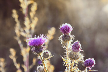 Obraz premium Selective focus of vivid violet flowers in meadow at sunset on blurred background