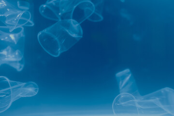 jellyfish in the water