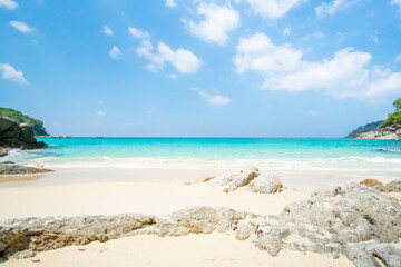 beach with coconut palm trees