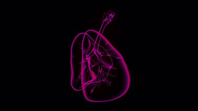 lungs holographic animation in black background